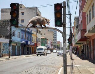 Gambá foi flagrado sobre uma placa de trânsito na Avenida Engenheiro Portela, no Centro de Anápolis. (Foto: Reprodução/Instagram @erikasoares_8)