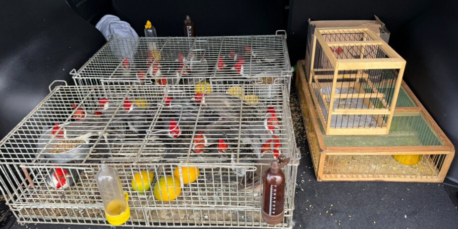 Fiscalização na BR-153 termina com resgate de aves escondidas em porta-malas