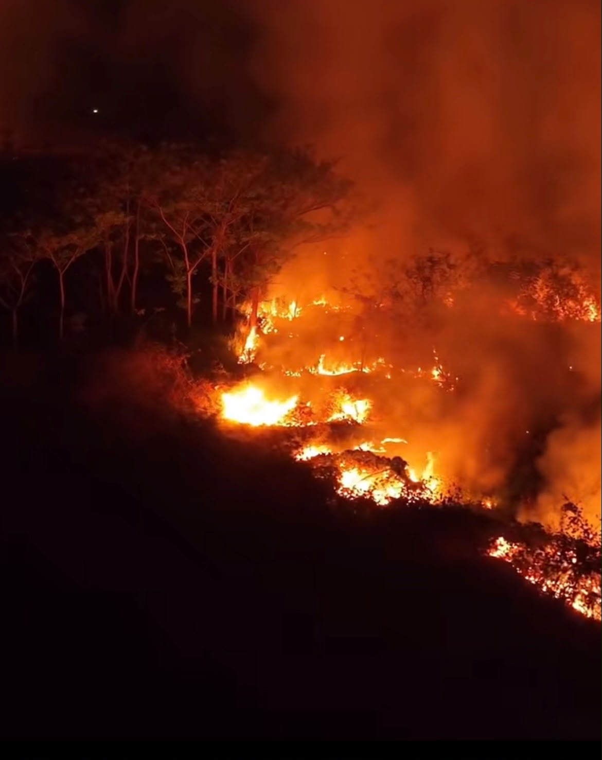 Imagem de floresta em chamas
